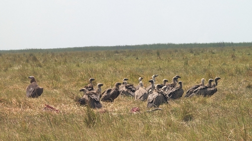 Lappet-faced Vulture