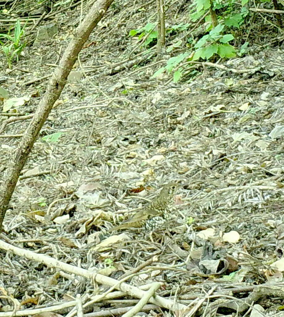 Russet-tailed Thrush from Mothar Mountain QLD 4570, Australia on ...