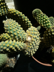 Image of Opuntia microdasys