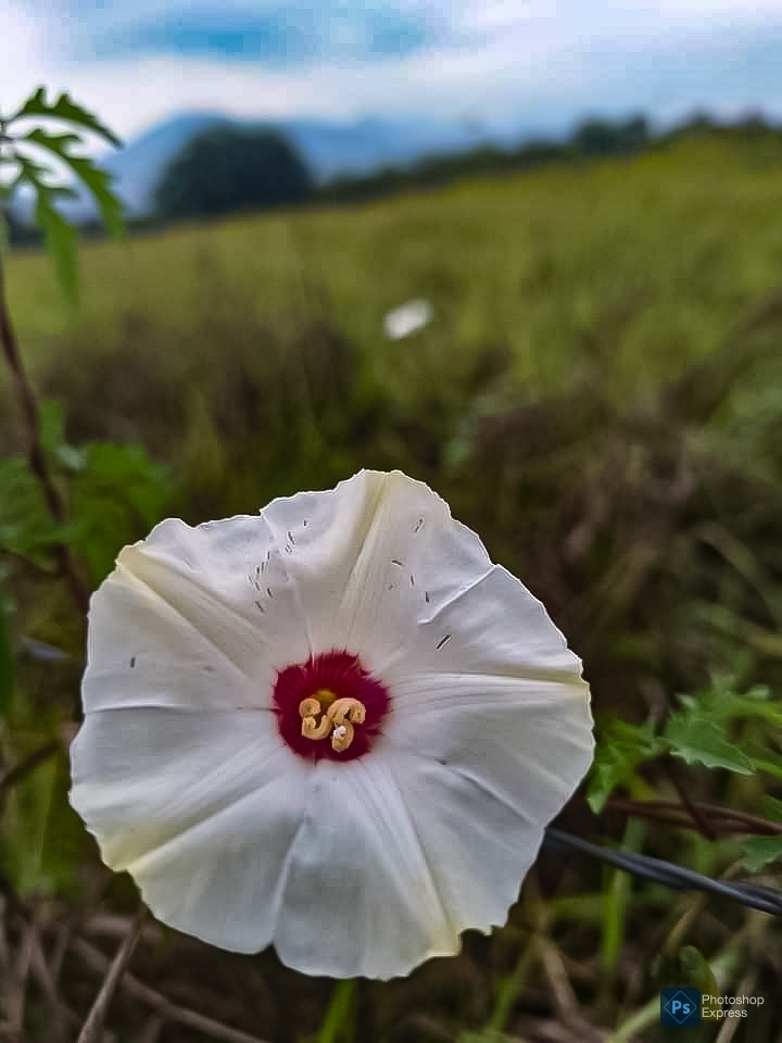 Alamo vine from Los Cavazos, Santiago, N.L., México on May 22, 2024 at ...