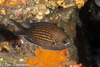 Mediterranean Damselfish - Photo (c) Tim Cameron, all rights reserved, uploaded by Tim Cameron