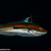 Mediterranean Rainbow Wrasse - Photo (c) Tim Cameron, all rights reserved, uploaded by Tim Cameron