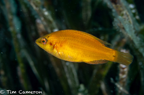 Ocellated Wrasse