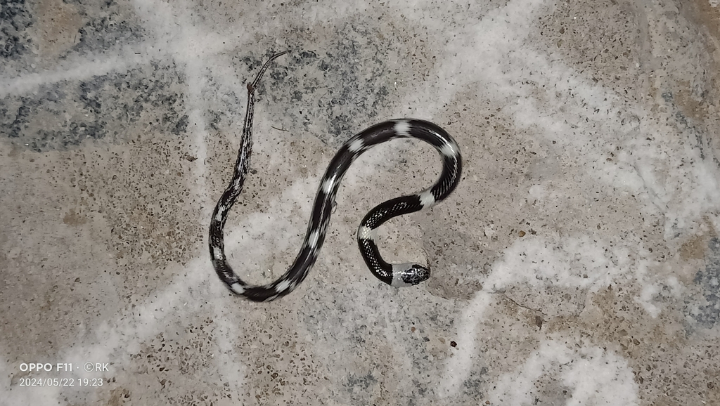 Barred Wolf Snake from G78G+R6P, Venkatapuram, Andhra Pradesh 521344 ...