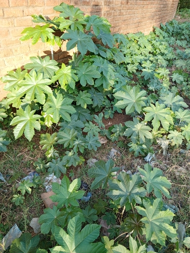 castor bean