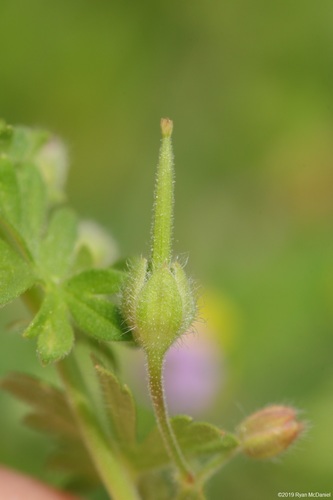 Smulkusis snaputis nuotrauka