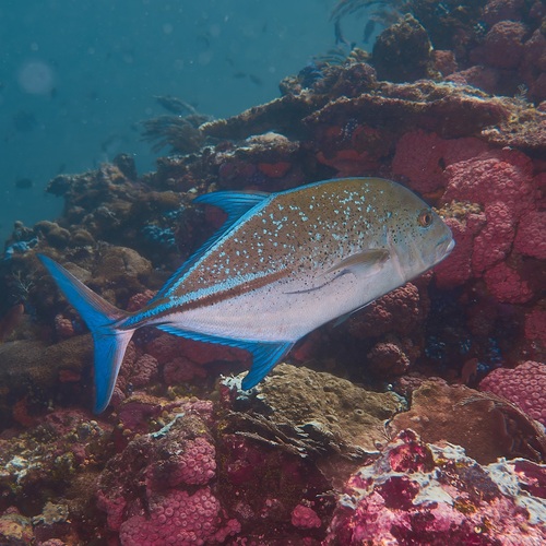 Bluefin Trevally — seen at this dive site