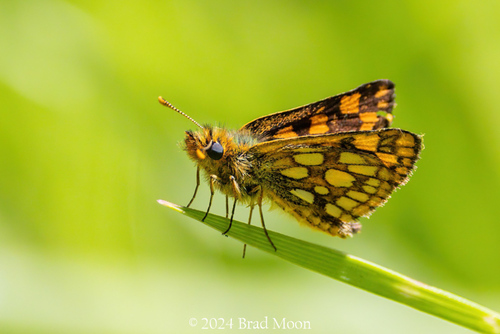 Western Arctic Skipper