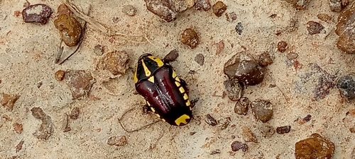 Campsiura abyssinica
