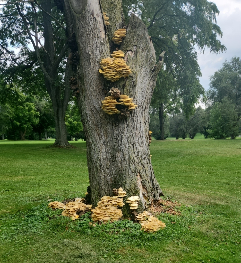 Golden Oyster Mushroom from Grand Rapids, MI 49544, USA on August 15