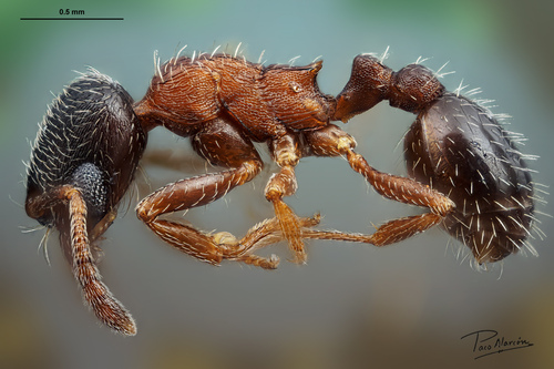 尖眼蚁属Oxyopomyrmex