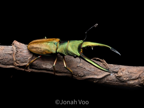 Cyclommatus chewi