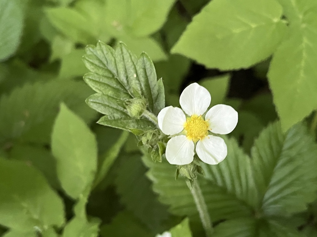 Hautbois strawberry