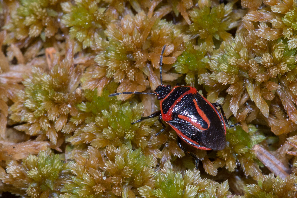 Perillus exaptus from Morristown, VT, USA on May 17, 2024 at 0211 PM