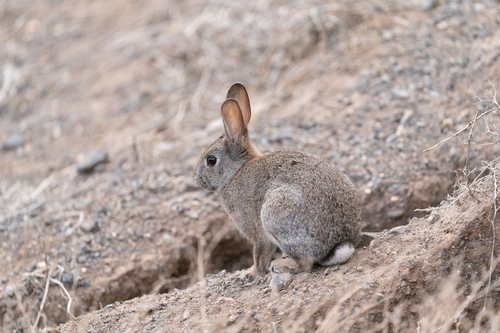 Oryctolagus algirus