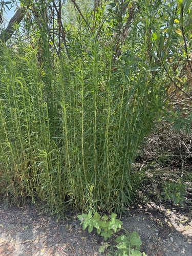 iNaturalist observation photo of western goldenrod