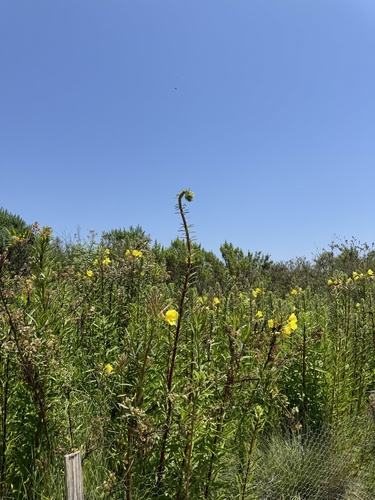 iNaturalist observation photo of tall evening primrose