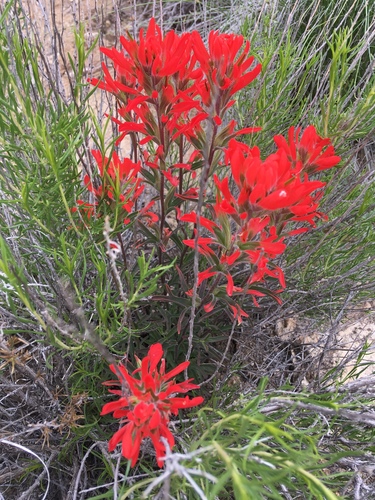 Desert Paintbrush