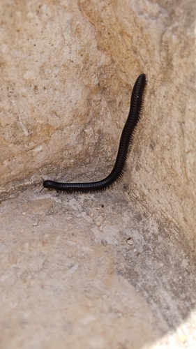 Archispirostreptus syriacus