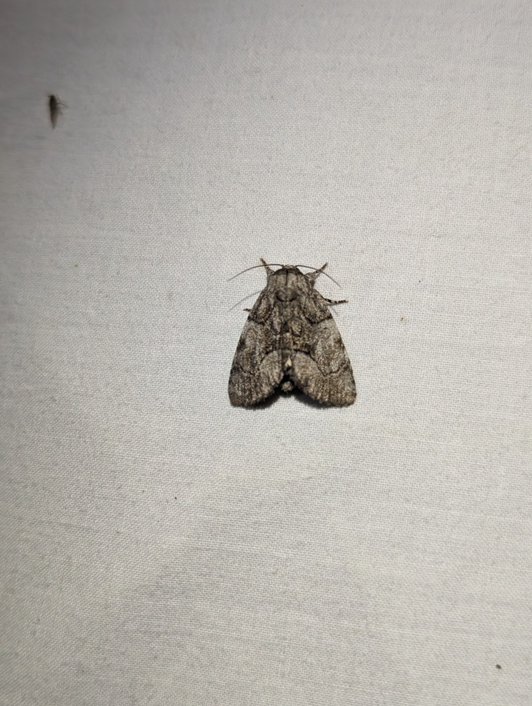 Broth Moth Brother Moth from Somervell County, US-TX, US on May 18, 2024 at 10:23 ...