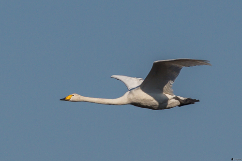 Whooper Swan