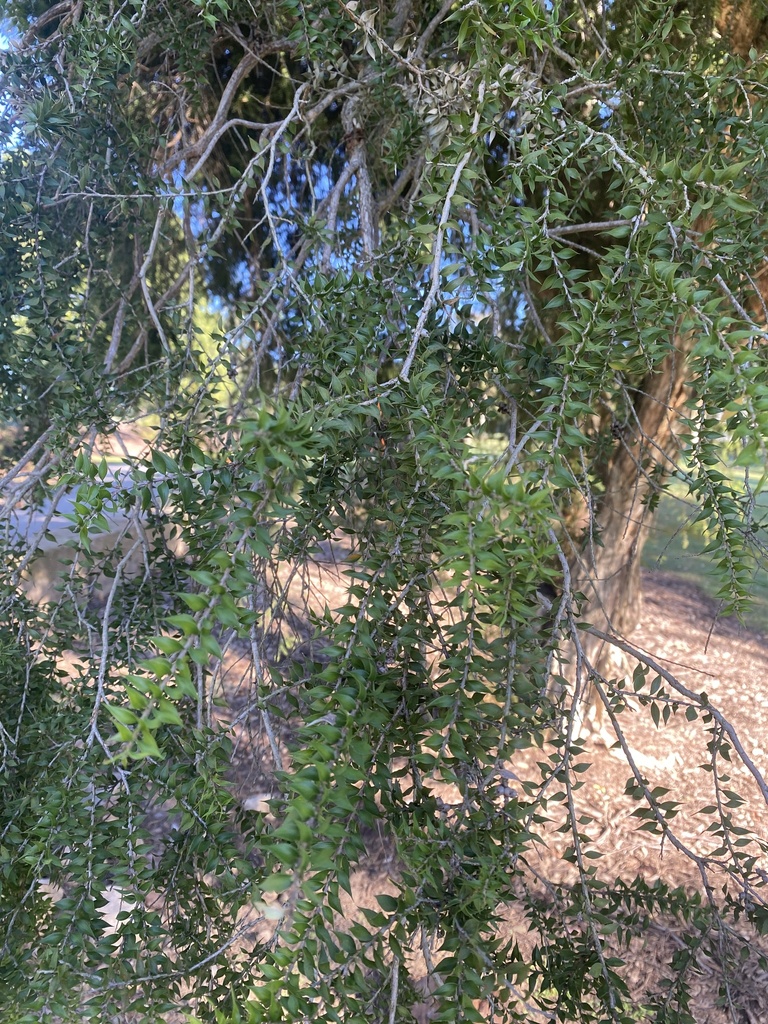 Prickly-leaved Paperbark from Lobley Park, Churchill, QLD, AU on May 23 ...