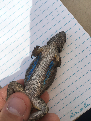 iNaturalist observation photo of Western Fence Lizard