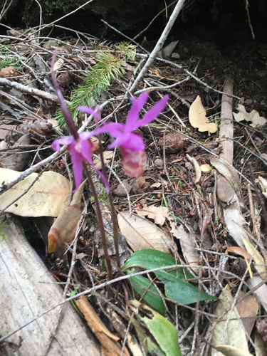 iNaturalist observation photo of Western Fairy-slipper