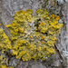 Common Sunburst Lichen - Photo (c) John Thayer, all rights reserved, uploaded by John Thayer