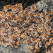 False Russell's Fishscale Lichen - Photo (c) John Thayer, all rights reserved, uploaded by John Thayer