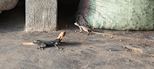 Finch’s agama