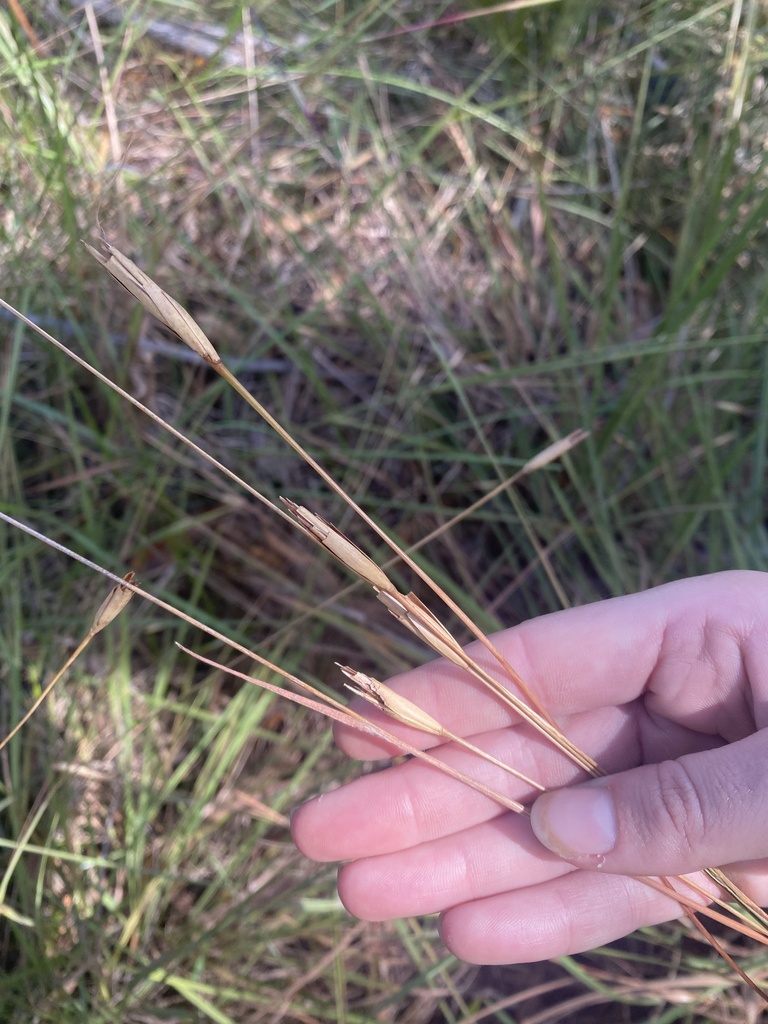 Germainia capitata (Germainia capitata)