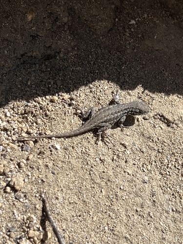 iNaturalist observation photo of Common Sagebrush Lizard