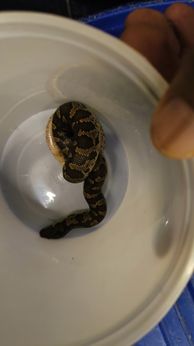 Rough-scaled Sand Boa