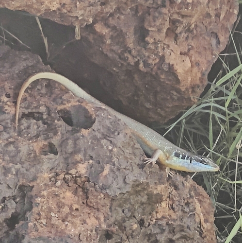 African Five-lined Skink