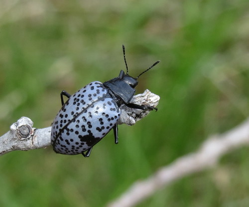 Blue Fungus Beetle