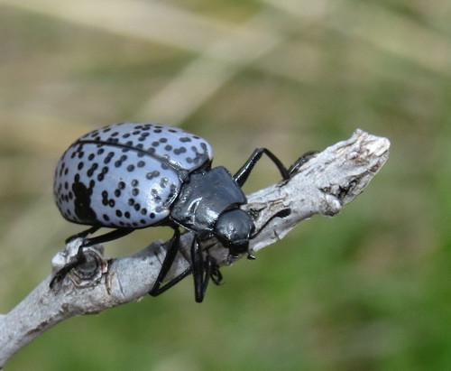 Blue Fungus Beetle