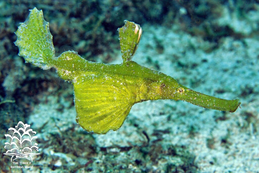 Robust Ghost Pipefish