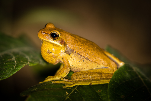 Boana prasina (Burmeister, 1856)