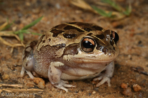 Ranoidea brevipes (Peters, 1871)