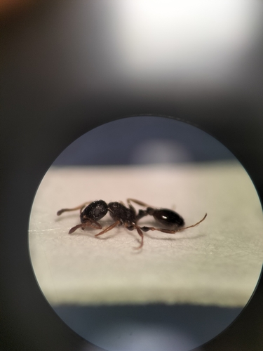 Temnothorax ibericusTemnothorax ibericus