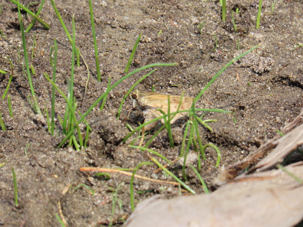 Hesperiina In May 2024 By Ripley Kindervater · Inaturalist