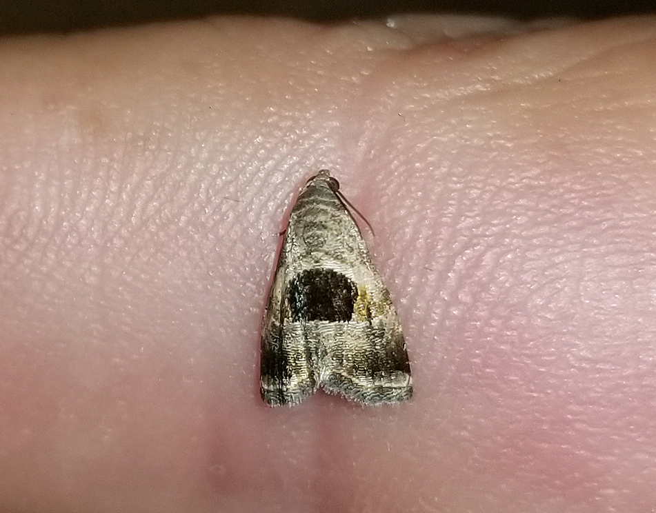 Rectangular Tripudia Moth from Fentress County, TN, USA on May 18, 2024 ...