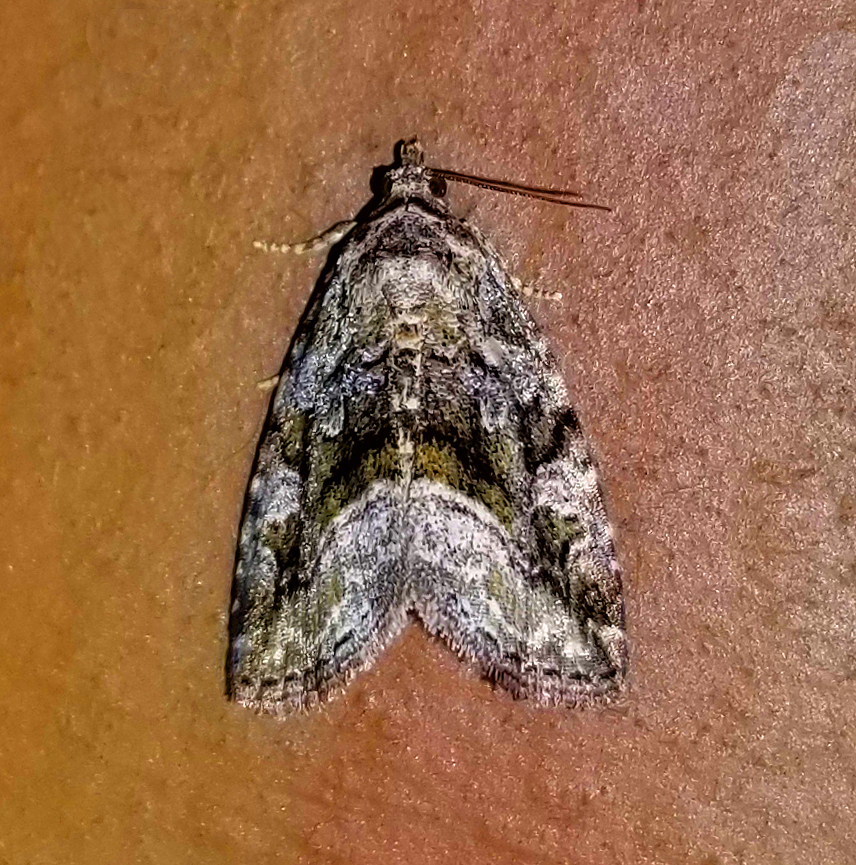 Large Mossy Glyph from Fentress County, TN, USA on May 18, 2024 at 09(02)