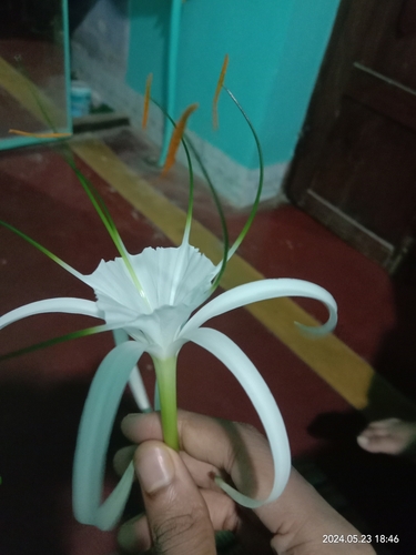 Beach Spider Lily
