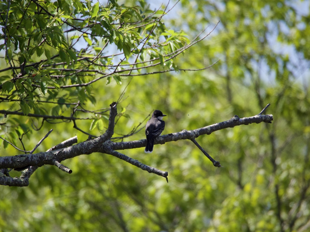 Eastern Kingbird From North Shore Ipswich MA US On May 22 2024 At eastern-kingbird-from-north-shore-ipswich-ma-us-on-may-22-2024-at