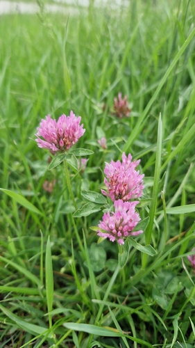 Red Clover