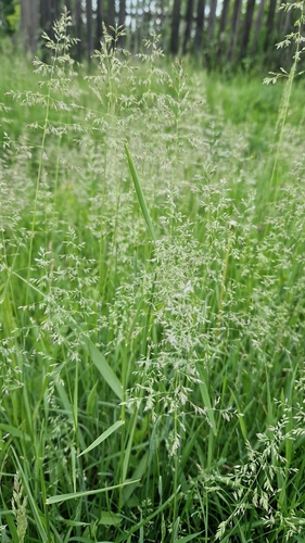 Smooth Meadow-grass