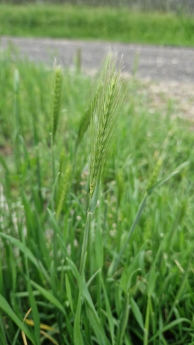wall barley