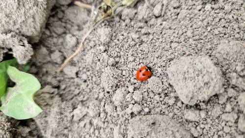 Seven-spotted Lady Beetle